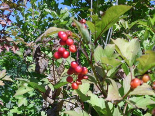 20 Sassello Highbush Cranberry Semi Viburnum Trilobum Redwing
