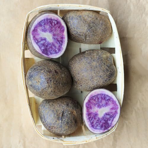 Potato Seeds, Rock Garden pairings, hardscape Softening, Stone Feature Plant Companions 50pcs