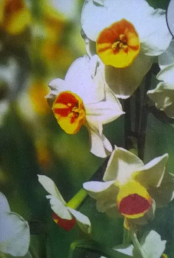 Image of Live Nargis Plant Pack of 1 | Nargis Flowering Plant for Home Garden | Indoor Outdoor Decorative Flower Plant for Balcony Terrace