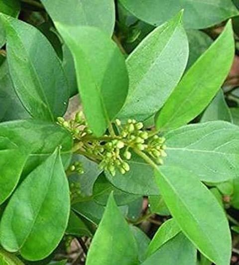 Gymnema Sylvestre (Gurmar) - Sugar Control Herb -1