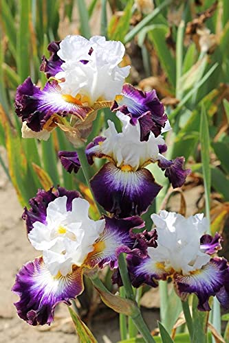 Radha Krishna Agriculture™ Imported Iris flower bulbs, mix colour for Home Gardening Plants Flowering Bulbs (Pack Of 3) (B0989T2PDR) Amazon Price History, Amazon Price Tracker