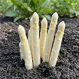 Plantas de Espárragos Blancos - 5 Plantas Frigo A+ - Plantas Naturales Exterior de Holanda - Plantas de Exterior Resistentes - Refrigeradas de Crecimiento Rápido Procedentes en Arriates Elevados