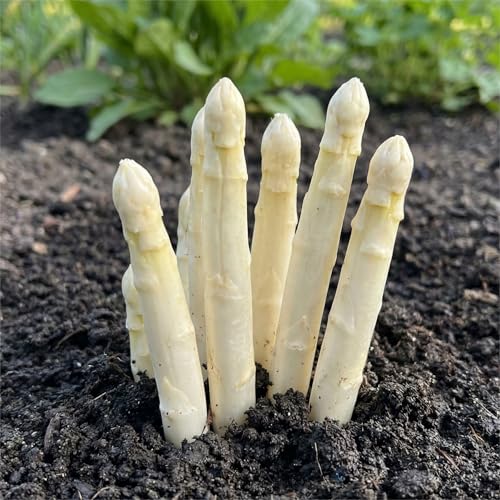 Plantas de Espárragos Blancos - 5 Plantas Frigo A+ - Plantas Naturales Exterior de Holanda - Plantas de Exterior Resistentes - Refrigeradas de Crecimiento Rápido Procedentes en Arriates Elevados
