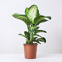 Indoor Air Purifier Natural Live Plants (2 feet) with 5 Inch Nursery Pot for Homes | Offices | Giftings (Dieffenbachia)