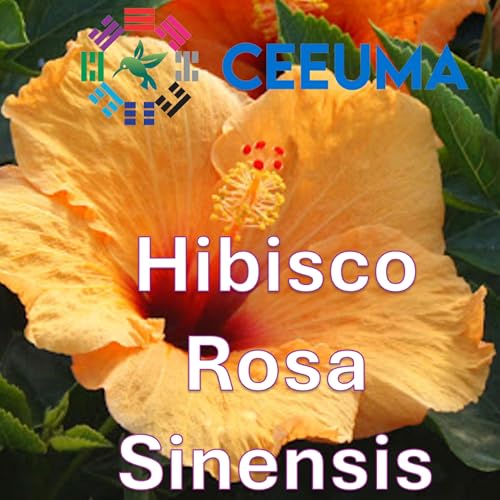 Hibisco Rosa Sinensis