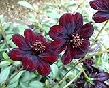 sommerblumen samen 💐 Seltene Sonder Bunte Gartendeko.