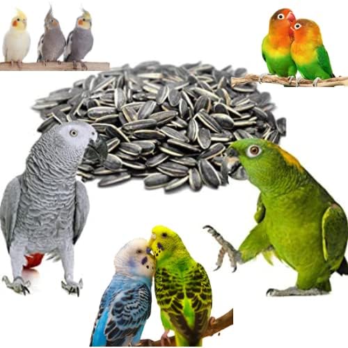 CybeXis Sunflower Seeds Bird Food-[2Kg]