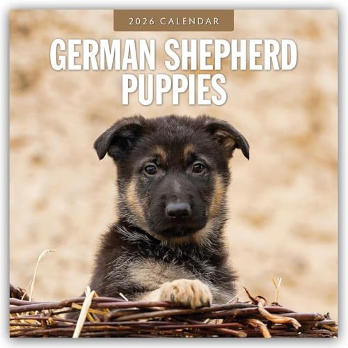 German Shepherd Puppies 2026 Square Wall Calendar
