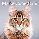 Carousel Calendars, Maine Coon Cats 2026 Wall Calendar, 12'' X 12'', 16-Month Calendar with Stapled Binding