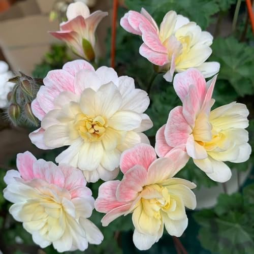 semi di geranio resistenti all'esterno gerani pelargonium appesi tappezzante perenne resistente da aiuola rialzata all'esterno 75pcs