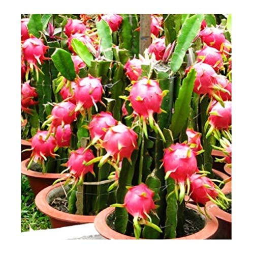 Aziz Gazi Nursery - Dragon Fruit Plant | Live Red Flesh Dragon Plant | Dragon fruit Plant with polybag (Plant Height - 8 To 9 Inc) - Image 2 thumbnail