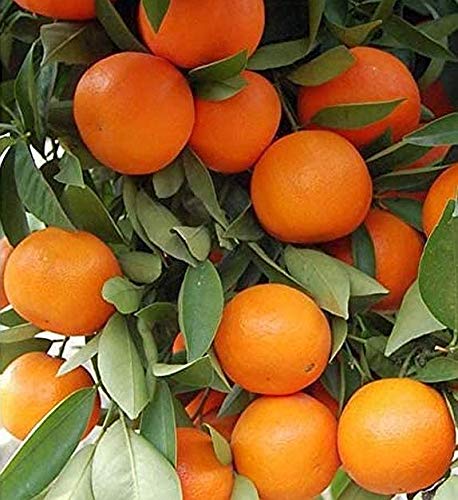 FRUiTS 157号〜161号、173号 Amazon.com : 15 Seeds, Citrus Orange Seeds E166, Big and Super