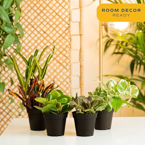 Image of Costa Farms Live Indoor House Plants (4-Pack), Hand Selected Easy to Maintain Indoor Assorted Houseplants, Curated Air Purifying Mix, Low Light, Home Office Decor Plant Gift