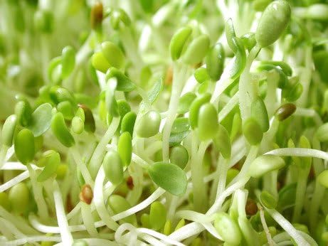 Miniatura 8 de Semillas de brotes de alfalfa sin químicos 1lb de semillas para brotes para ensaladas Se puede cultivar en cualquier germinador