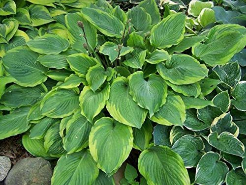 1 Live Potted Plant - Hosta Key Lime Pie Large Rare Wavy Variegated Big 3" Pot - AB02