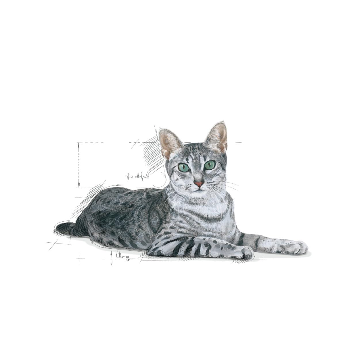 ロイヤルカナン FHN インドア +7 猫用