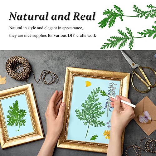 42 hojas secas de artemisa para artesanía miniatura 4