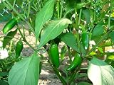 Fool You Jalapeno Live Pepper Plants, Non-GMO, 4"-6" Tall, 2 Pack