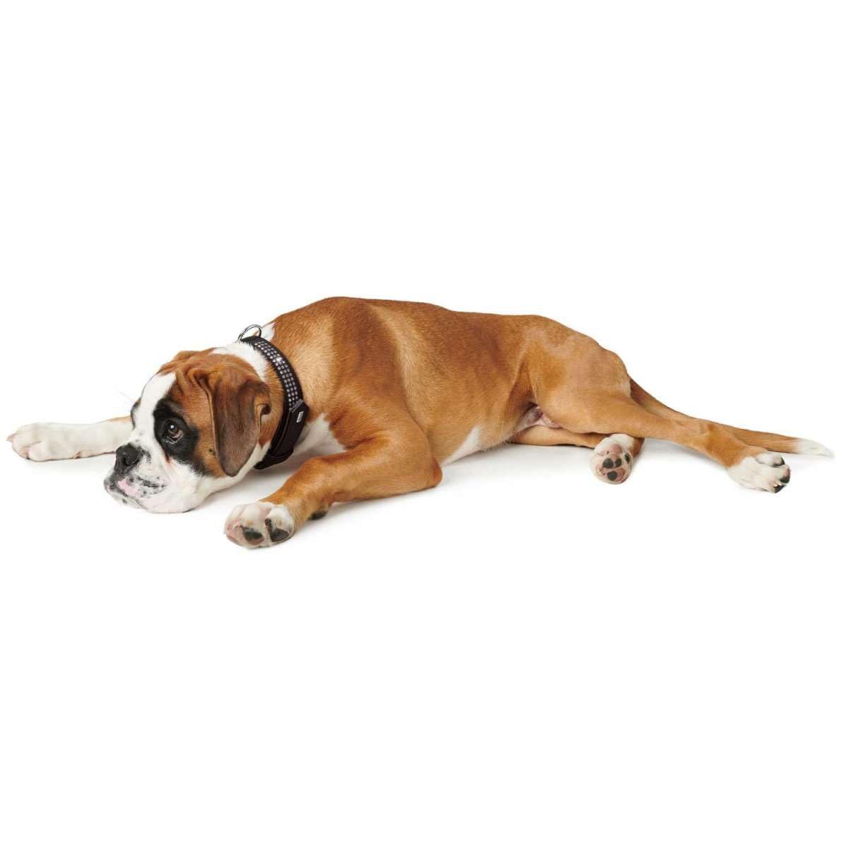 HUNTER SOFTIE TRILUXE Hundehalsband, Kunstleder, glitzernde Strasssteine, 50 (S-M), schwarz