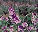  AGROBITS Swe Pea - Leamington – 50 Ver