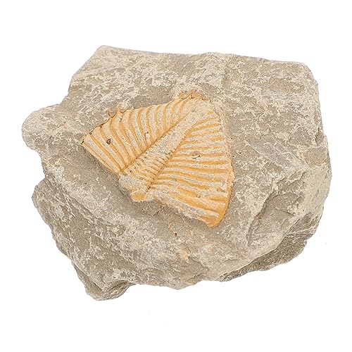 Cabilock Sample Genuine Toys for Boys and Girls' Decor Educational Tool Unique for Friends Family