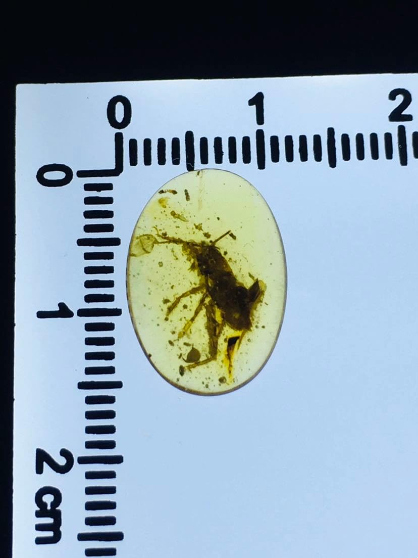 Rare Burmese burmite Cretaceous Cricket Insect Fossil Amber Myanmar