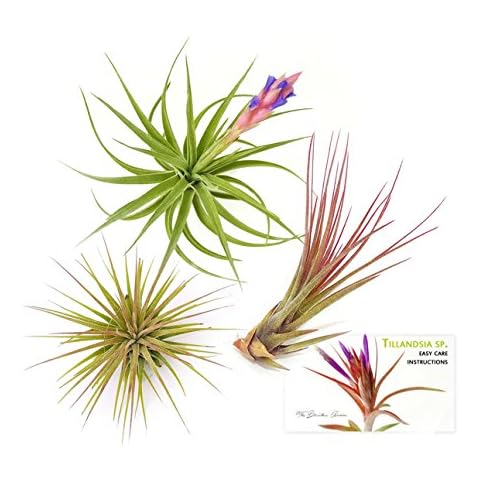 TDG The Drunken Gnome Tillandsia Air Plants Assorted Variety Pack, 3 Medium Cover