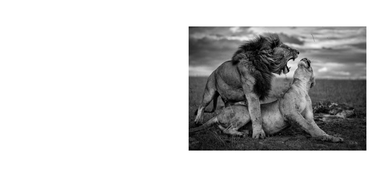 Nor dread nor hope attend: Photographs From The Plains of Africa
