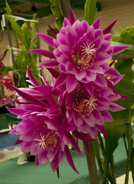 BeGrin Purple Brahma Kamal Live Plant Saussurea Obvallata Night Queen Lady of The Night King of Himalayan Flowers Sacred Saussurea Night blooming Cereus Healthy Live Plant Without Pot (B0D2JG5RH3) Amazon Price History, Amazon Price Tracker