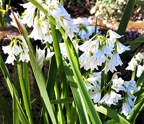 Cornwall Plants Allium Triquetrum. (Wild Garlic/Three cornered Leek). Hardy Edible Flowering Wild Flower in 9cm Pot. Professionally Grown, white