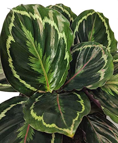 Calathea Medallion - Live Plant In A 4 Inch Pot - Calathea Roseopicta - Beautiful Easy To Grow Air Purifying Indoor Plant #TOP1