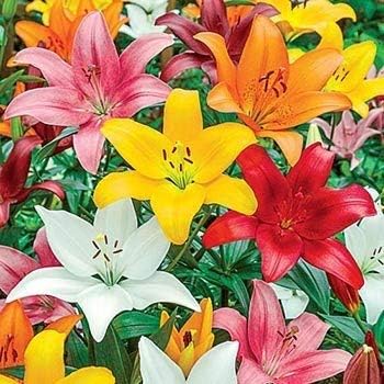 URBAN GARDENS® Asiatic lily Red bulbs Pack of 4 bulbs(FOR BEST RESULTS BUY WITH URBAN GARDENS® ONLY)