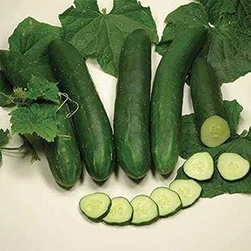 Sweet Slice Hybrid Cucumber Seeds 20 Seed Pack