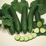 Sweet Slice Hybrid Cucumber Seeds - mild Flavor and no Trace of Bitterness(50 - Seeds)