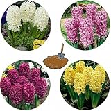 Jacintos bulbos,Bulbos de jacintos blancos,bulbos de flores jacintos,Planta De jacinto,flores perennes,bulbos de jacinto,bulbos de jacintos,flores decorativas,resistentes al frío.-6bulbos-H