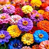 CarpetC 500+ Zinnia Seeds for Planting - Zinnia elegans Heirloom, Common Zinnia Youth-and-Age Cut and Come Again, Non-GMO Flower Seeds for Garden Borders, Cutting Gardens & Containers