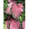 Caladium - Florida Sweetheart (2 Bulbs) - Easy to Grow Indoor Houseplant or Outdoor Perennial Plant Ready for Planting