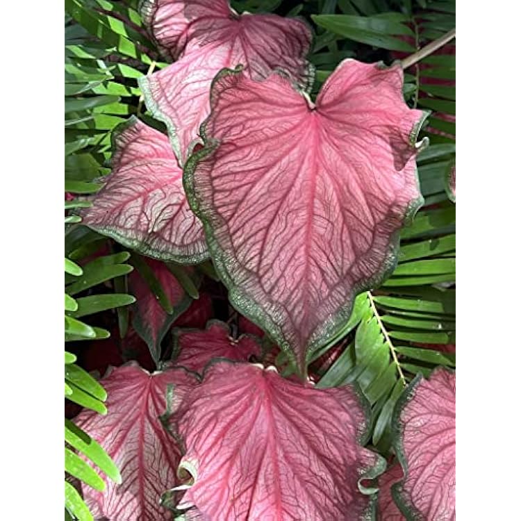 Caladium - Florida Sweetheart (2 Bulbs) - Easy to Grow Indoor Houseplant or Outdoor Perennial Plant Ready for Planting
