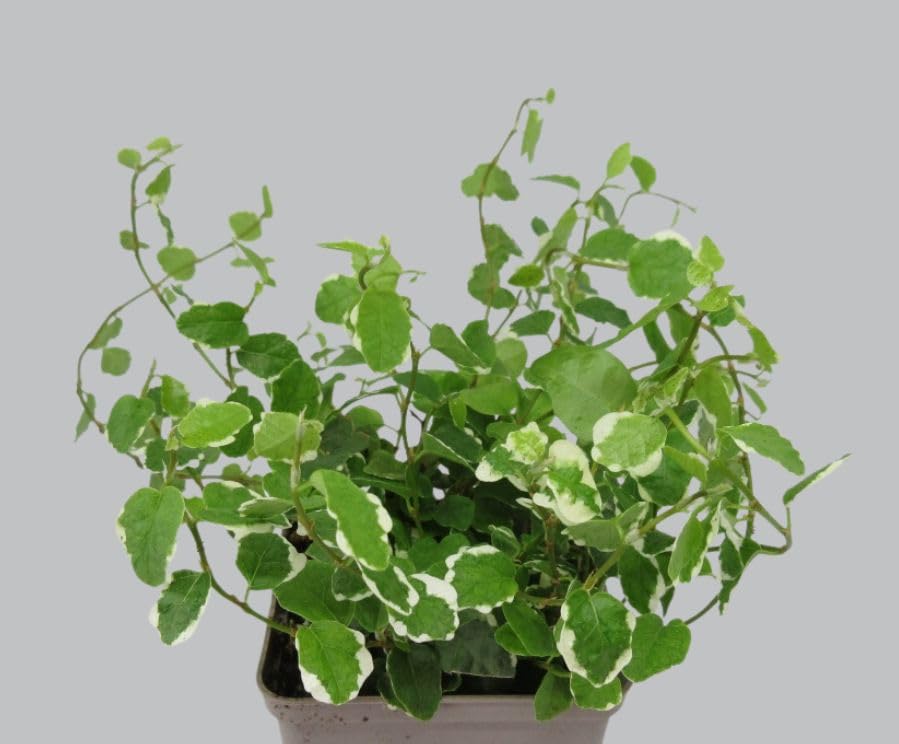 florari Ficus pumila variegata/weißbunte Kletterfeige