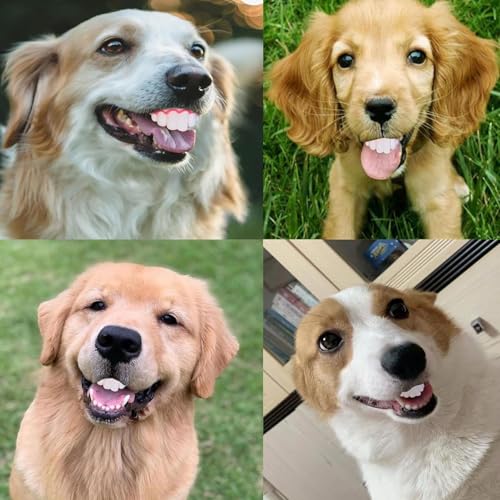 Zahnersatz für Hunde, lustiges Zahnersatzspielzeug, kreativ, humorvoll, reißfest, Silikon, künstliche Zahnspangen für Hunde, leicht zu reinigen, einzigartige Anti-Bisszahn-Zahnspangen