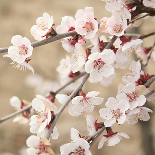 YouGarden Flowering Ornamental Cherry Tree Prunus 'Kojo no Mai', Standard Tree in 3L Pot, 90cm Tall Plant, Ready to Plant