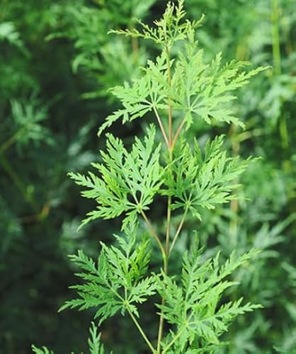 Emerald Lace Green Laceleaf Weeping Japanese Maple – Fastest Growing