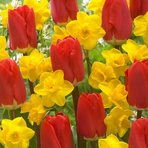 YouGarden Tulip and Narcissus Collection, Set of 50 Bulbs, Including 25 Early Red Tulips and 25 Narcissus Tete a Tete, Spring Flowering Bulbs for Red and Yellow Blooms, Grow in Pots or Gardens