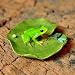 Top Collection Miniature Fairy Garden and Terrarium Frog and Dragonfly on Lotus Leaf Statue
