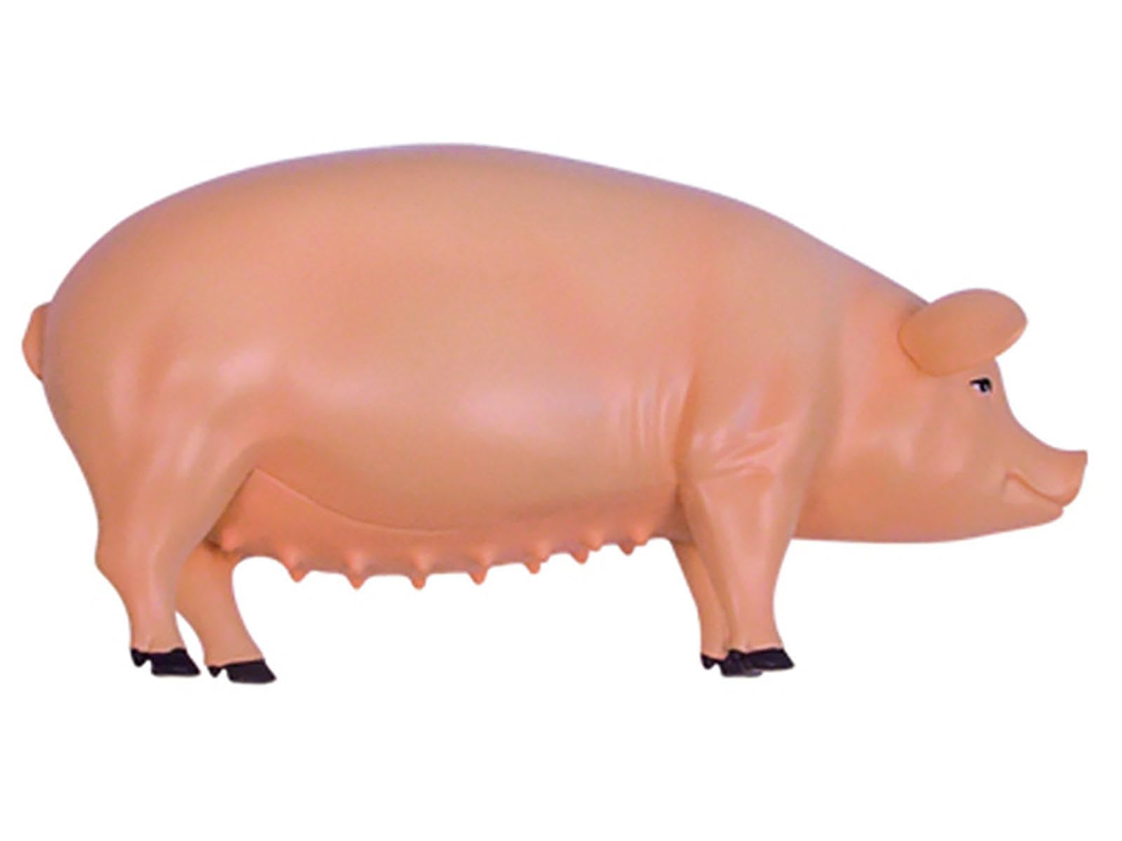 AMITD Modello anatomico di maiale 4D, modello di anatomia scheletrico, modello di anatomia animale - 19 organi staccabili parti del corpo modello animale - modello educativo per dimostrazione medica