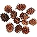 Larch Cones, 12 Pieces, 1 Pack