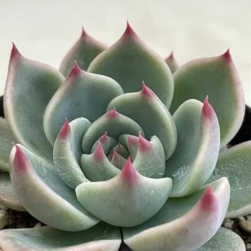 多肉植物 コロラータ」の人気商品一覧 | 安い商品を通販サイトから探す