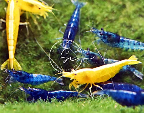 Image of Swimming Creatures Premium Neocaridina Shrimp - Freshwater Aquarium Shrimp (10, Premium Mix (5 Colors))