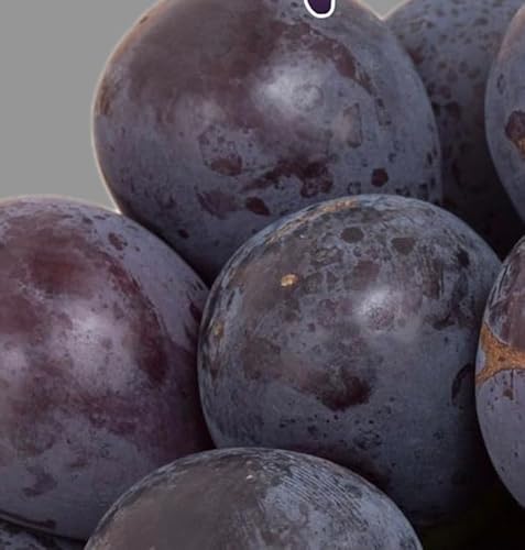 [2026年発送分 先行予約][梅村ファーム]朝摘み直送 ピオーネ (2房入り 1.1kg以上)