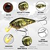LUCKY CRAFT 1.5DRS Deep Rattle Sound, 419 BP Golden Shiner, Crankbait, Squarebill, Freshwater Fishing Gear, Tournament Winning, Champion Bait, Fishing Accessories, Fishing Tackle #2